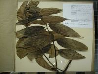 Herbarium sample